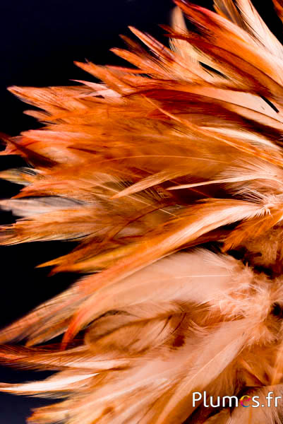 Fringe haan - veerlengte 10-15 cm - wildzand